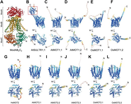 Three-dimensional (3D) structures of molybdate transporters in Archaeoglobus fulgidus, Arabidopsis, rice (Oryza sativa), and human. (A) Structures of ABC-type transport system in Archaeoglobus fulgidus. The monomer ModA, homodimer ModB, and homodimer ModC are shown in different colors. The structure was retrieved from UniProt (www.uniprot.org) with accession number O30142 (Hollenstein et al., 2007). (B–K) Predicted 3D structures of Arabidopsis sulfate transporter AtSULTR1;1 (B) and molybdate transporter family 1 (C–F) and family 2 (G–L) in Arabidopsis, rice, and human. The 3D structures were retrieved from AlphaFold Protein Structure Database (www.alphafold.ebi.ac.uk) with the accession numbers: AtSULTR1;1, Q9SAY1 (B); AtMOT1;1, Q9SL95 (C); AtMOT1;2, Q0WP36 (D); OsMOT1;1, Q6Z1Z0 (E); OsMOT1;2, Q9ASA0 (F); HsMOT2, Q6N075 (G); AtMOT2;1, Q9C5R0 (H); AtMOT2;2, Q6NLR2 (I); AtMOT2;3, Q9CA11 (J); OsMOT2;1, Q9CA11 (K); OsMOT2;2, Q6NLR2 (L). The red dash box in (B) shows the STAS domain of AtSULTR1;1. Different colors in the structures of (B–L) indicate the model confidence defined by a per-residue confidence score (pLDDT) between 0 and 100. Dark blue: very high (pLDDT>90); sky blue: confident (90>pLDDT>70); yellow: low (70>pLDDT>50); orange: very low (pLDDT<50). The structures in (B–L) are shown from the side view (top panel) or the top view (bottom panel).