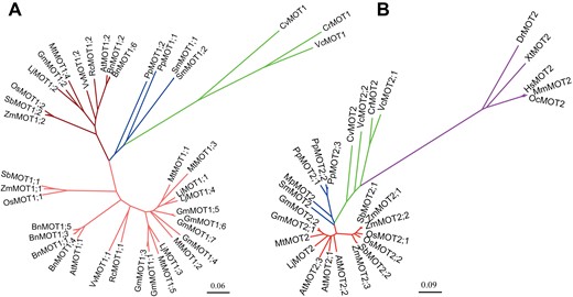 Phylogenetic analysis of MOT1 and MOT2 proteins in different species. The MOT1 (A) or MOT2 (B) proteins in different species are highlighted with different cluster colors: algae, green; moss, blue; higher plants, red; animals, purple. The dark red and light red in (A) represents two groups of MOT1 in higher plants. The phylogenetic tree was constructed by MEGA7 with the neighbor-joining method and modified slightly by FigTree software with the following accession numbers. MOT1 family: Arabidopsis: AtMOT1;1, At2G25680; AtMOT1;2, At1G80310; Chlamydomonas reinhardtii: CrMOT1, XP_001698673.2; Lotus japonicus: LjMOT1;1, Lj3g3v0821100.1; LjMOT1;2, Lj3g3v2236900.1; LjMOT1;3, Lj1g3v1932460.1; LjMOT1;4, Lj3g3v0819900.1; Medicago truncatula: MtMOT1;1, XP_013465770.1; MtMOT1;2, XP_013465776.1; MtMOT1;3, XP_013460259.1; MtMOT1;4, XP_013454709.1; MtMOT1;5, XP_003603486.1; Oryza sativa: OsMOT1;1, LOC_Os08g01120; OsMOT1;2, LOC_Os01g45830; Zea mays: ZmMOT1;1, XP_008664989.1; ZmMOT1;2, NP_001150854.1; Glycine max: GmMOT1;1, Glyma06g07780.1; GmMOT1;2, Glyma08g22300.1; GmMOT1;3, Glyma04g07690.1; GmMOT1;4, Glyma17g29950.1; GmMOT1;5, Glyma14g16610.2; GmMOT1;6, Glyma17g29830.2; GmMOT1;7, Glyma17g29850.2; Ricinus communis: RcMOT1;1, XP_002516602.2; RcMOT1;2, XP_002517550.1; Sorghum bicolor: SbMOT1;1, XP_021307562.1; SbMOT1;2, XP_021310787.1; Brassica napus: BnMOT1;1, XP_013709878.1; BnMOT1;2, XP_013743052.1; BnMOT1;3, XP_013667816.1; BnMOT1;4, CAF2049375.1; BnMOT1;5, XP_013748013.1; BnMOT1;6, CAF2209111.1; Vitis vinifera: VvMOT1;1, XP_002281989.2; VvMOT1;2, XP_002285217.1; Selaginella moellendorffi: SmMOT1;1, EFJ21108.1; SmMOT1;2, EFJ11971.1; Physcomitrium patens: PpMOT1;1, PNR60186.1; PpMOT1;2, PNR34408.1; Chlorella variabilis: CvMOT1, EFN52559.1; Volvox carteri: VcMOT1, EFJ47751.1. MOT2 family: Arabidopsis: AtMOT2;1, At4G27720; AtMOT2;2, At1G64650; AtMOT2;3, At3G49310; Chlamydomonas reinhardtii: CrMOT2, XP_001693567.2; Lotus japonicus: LjMOT2, Lj1g3v103017.1; Medicago truncatula: MtMOT2, XP_003602305.1; Oryza sativa: OsMOT2;1, LOC_Os03g02380; OsMOT2;2, LOC_Os10g37520; Zea mays: ZmMOT2;1, ONL92907.1; ZmMOT2;2, NP_001149961.1; ZmMOT2;3, XP_008672796.1; Glycine max: GmMOT2;1, Glyma04g232500; GmMOT2;2, Glyma06g132500; Sorghum bicolor: SbMOT2;1, XP_021303322.1; SbMOT2;2, XP_002466934.1; Homo sapiens: HsMOT2, BAC11137.1; Selaginella moellendorffi: SmMOT2, EFJ11977.1; Micromonas pusilla: MpMOT2, XP_003062454.1; Physcomitrium patens: PpMOT2;1, PNR33270.1; PpMOT2;2, PNR49445.1; PpMOT2;3, PNR28044.1; Chlorella variabilis: CvMOT2, XP_005843441.1; Volvox carteri: VcMOT2;1, XP_002948878.1; VcMOT2;2, XP_002949049.1; Danio rerio: DrMOT2, NP_001002713.1; Xenopus tropicalis: XtMOT2, NP_001015939.1; Mus musculus: MmMOT2, NP_598861.1; Oryctolagus cuniculus: OcMOT2, XP_008254730.1.