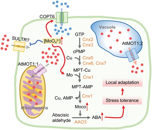 Proposed model of potential roles of AtMOT1;1 in local adaptation to coastal saline habitats. The mitochondrial localization of AtMOT1;1 functioning as a molybdate transporter mediates the efflux of Mo (red circles in the figure) into mitochondria. The weak allele of AtMOT1;1 with lower expression level results in less Mo transported into mitochondria and more Mo accumulation in the cytosol. The elevation of Mo level in cytosol may enhance the biosynthesis of Moco, which acts as a cofactor of aldehyde oxidase AAO3 and further promotes oxidation of abscisic aldehyde to produce bioactive ABA. The increasing level of abiotic stress-responsive hormone enables the Arabidopsis accessions with weak AtMOT1;1 to be more tolerant to salinity stress and more adaptive to coastal saline habitats. As Cu (blue circles) is also required for the biosynthesis of Moco, the enhancement of Moco biosynthesis would require more Cu perhaps by activation of COPT6 in plasma membrane. AMP, adenylated molybdopterin; Cnx, cofactor for nitrate reductase and xanthine dehydrogenase; cPMP, cyclic pyranopterin monophosphate; GTP, guanosine-5-triphosphate; MPT, molybdopterin; SULTR, sulfate transporter.