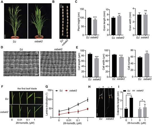 Characteristics of osbak2 mutant. (A) Gross morphology of wild type DJ and osbak2 mutant at the reproductive stage. Scale bar, 10 cm. (B) Grain size of DJ and osbak2 mutant. Scale bar, 1 cm. (C) Statistical data for plant height, grain length, and grain width of DJ and osbak2. Data are means ±SD (n=12 for plant height, n=30 for grain length and width). P-values from Student’s t-test of osbak2 against DJ are indicated (**P<0.01, ***P<0.001; ns, not significant). (D) Scanning electron microscopy analysis of glume outer surfaces of mature seeds. Scale bars, 60 μm. (E) Statistical analysis of cell length, cell width, and cell number in the outer epidermal cells. Data are given as means ±SD (n=4). Student’s t-test was used to calculate P-values (**P<0.01, ***P<0.001). (F) Response of lamina joint bending in the first leaf blade to different concentrations of 28-homoBL. (G) Statistical analysis of leaf inclination in (F); data are given as means ±SD (n=15). (H) Comparison of coleoptile elongation between DJ and osbak2 mutant in the presence of 1 μM 28-homoBL; white line represents the degree of elongation. Scale bar, 1 cm. (I) Statistical analysis of coleoptile elongation under BL treatment. Data are given as means ±SD (n=20). Student’s t-test was used to calculate P-values (*P<0.05, ***P<0.001).