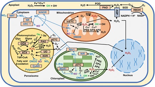 Reactive oxygen and nitrogen species metabolism at the subcellular level in plant cells. ACX, acyl-CoA oxidase; APX, ascorbate peroxidase; AQP, aquaporin; ARC, amidoxime reducing component; CAT, catalase; CuAO, copper-containing amine oxidases; ETC, electron transport chain (p, peroxisomal; c, chloroplastidial; m, mitochondrial); Glyc, glycolate; Glyox, glyoxylate; GOX, glycolate oxidase; GPX, glutathione peroxidase; NiNOR, nitrite:NO-reductase; NiR, nitrite reductase; Nitr1, nitrite transporter; NOA1, NO-associated 1 protein; NR, nitrate reductase; NRT, nitrate transporter; PAO, polyamine oxidase; POD, peroxidase; PRX, peroxiredoxin; RBOH, respiratory burst oxidase homolog; SOD, superoxide dismutase; Tdh-CoA, trans-2,3-dehydroacyl-CoA; UO, urate oxidase; XOR, xanthine oxidoreductase.