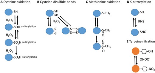 ROS- and RNS-dependent PTMs. Some of the most relevant redox-dependent PTMs associated with ROS and RNS are shown. These modifications include (A) cysteine oxidation (sulfenylation, sulfinylation, and sulfonylation), (B) cysteine disulphide bonds, (C) methionine oxidation, (D) cysteine S-nitrosylation, and (E) tyrosine nitration.
