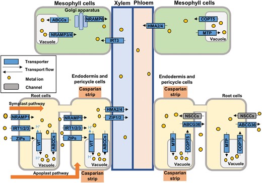 Scheme of the uptake, accumulation, and translocation of metals in plants. Metals are absorbed by the roots through the apoplastic and symplastic pathways. They are transported into the cytosol by different transporters associated with the plasma membrane and can be further transported to the vacuole through tonoplast-associated transporters. In addition, metals are translocated to mesophyll cells through the xylem, where can they accumulate in the vacuole.