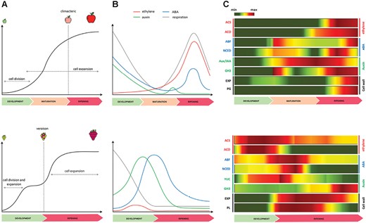 Overview of the two distinct fruit development and ripening patterns characteristic for Malus domestica (apple) and Vitis vinifera (grape). (A) Growth curve model for both apple (upper panel) and grape (lower panel), with apple displaying a regular single sigmoid curve and grape showing a double sigmoid curve, with two rapid growth phases separated by a lag phase. (B) Profiles of the most important hormones associated with fruit development and ripening in apple (upper panel) and grape (lower panel), including ethylene (red), auxin (green) and ABA (blue) with the respiration rate marked in gray. (C) Heatmaps depicting the relative expression level of representative candidate genes involved in the regulation of the development, maturation, and ripening stages in both apple (upper panel) and grape (lower panel). ABF: ABA responsive element binding factor; ACO: 1-aminocyclopropane-1-carboxylate oxidase; ACS: 1-aminocyclopropane-1-carboxylate synthase; Aux/IAA: Aux/IAA genes; EXP: expansin; GH3: Gretchen-Hagen 3; NCED: 9-cis-epoxycarotenoid dioxygenase; PG: polygalacturonase; PL: pectate lyase; YUC: YUCCA genes. The color pattern indicates the expression level with green and red for low and high values, respectively. The original data were retrieved from Tadiello et al. (2016) for apple, and Fasoli et al. (2018) for grape.
