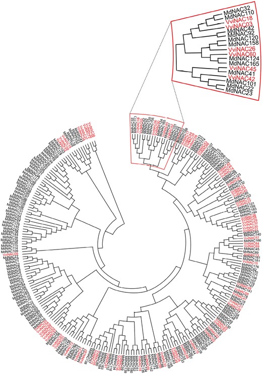 Phylogenetic analysis of apple and grape NAC transcription factors. The 185 NAC protein sequences of apple (black) have been retrieved from Su et al. (2013). The 74 NAC protein sequences of grapevine (red) have been retrieved from Wang et al. (2013). The sequences were aligned using MUSCLE with default settings. The unrooted phylogenetic tree was constructed in MEGA v11 using the neighbor-joining method based on pairwise deletion and bootstrap analysis with 1000 replicates. The clade to which VviNAC60 belongs has been emphasized.