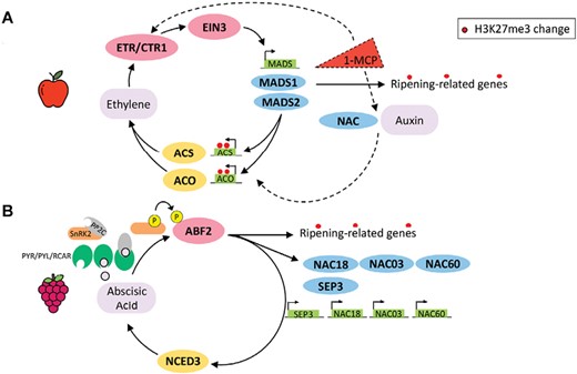 Ripening regulation models in apple and grape controlling climacteric and non-climacteric fruit ripening. Types of transcriptional feedback circuits were adapted and integrated from Lü et al. (2018). The epigenetic tissue-specific H3K27me3 mark (red dots) represents the known changes in histone modifications from an immature to a mature fruit. (A) Model of ripening of apple fruit governed by ethylene, which acts as the primary ripening hormone. This process involves the activation of EIN3 cascade signaling in a positive feedback loop, where MADS genes trigger the up-regulation of the ACC and ACO genes involved in ethylene biosynthesis. However, if the process is disturbed by the ethylene competitor 1-MCP, an alternative loop is proposed. This circuit involves NAC transcription factors and auxins. (B) Model of ripening of grape fruit governed by abscisic acid, which acts as the primary ripening hormone, synthetized by the rate-limiting enzyme 9-cis-epoxycarotenoid dioxygenase 3 (NCED3). This process involves hormone sensing by PYR/PYL/RCAR-PP2C receptors that activated SnRK2 kinases phosphorylating and activating downstream transcription factors, such as ABF2 (ABRE-binding factor), which can in turn promote the expression of several ripening-related genes beyond MADS-box and NAC transcription factors.