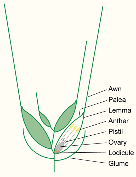 Schematic representation of a wheat spikelet. The image represents a transverse section through a wheat spikelet consisting of four florets, which are enclosed by two glumes. For clarity, the glumes are shown as simple lines. Each floret consists of two leaf-like organs, the lemma and palea, which enclose the reproductive organs (ovary, pistil, and anthers). The floret also contains two lodicules, which swell up at anthesis to push the lemma and palea apart. This allows the anthers to emerge and also enables pollen from other spikelets or plants to fertilize the ovary. The awn is an extension of the lemma mid-vein. Awn length varies both with spikelet position across the wheat spike and with floret position on individual spikelets.