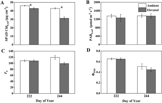 ChlLeaf (A), ambient PAR (B), FS (C), and ΦPSII (D) measured on 10 August and 1 September 2021, in soybean grown in ambient O3 (white bars) and elevated O3 (grey bars). Each bar represents the least squared mean, and the error bars are ±SE of the difference in least square means. The date of measurement is indicated on the x-axis as day of year (DOY). *Significant differences between treatments at each measuring date (P<0.05).