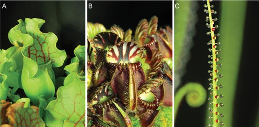 Traps of experimental carnivorous plants. (A) Sarracenia purpurea ssp. venosa. (B) Cephalotus follicularis. (C) Drosophyllum lusitanicum.