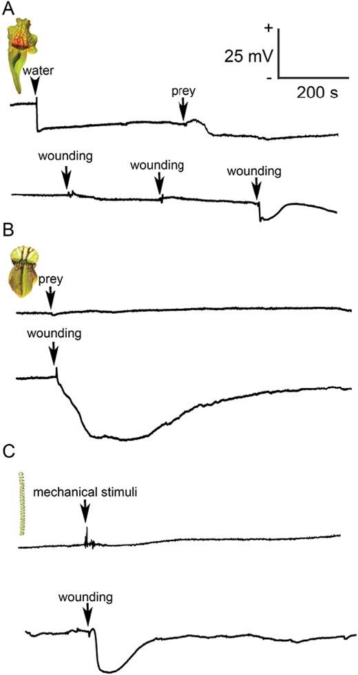Extracellular recording of electrical signals in carnivorous plants. (A) Changes of membrane potential in response to water addition (arrowhead, upper trace), prey (arrow, upper trace), and repeated wounding with a needle 1–2 cm distance from the recording electrode (arrows, lower trace) in the pitcher of Sarracenia purpurea. The response to water and prey addition is probably not physiological, as it was recorded also in dead withered trap tissue. (B) Recording of membrane potential in response to prey addition (arrow, upper trace) or wounding 1–2 cm distance from the recording electrode (arrow, lower trace) in Cephalotus follicularis. (C) Recording of membrane potential from the stalked gland of Drosophyllum lusitanicum in response to mechanical contact (arrow, upper trace) or wounding of leaf 1–2 cm distance from the recorded stalked gland (arrow, lower trace).