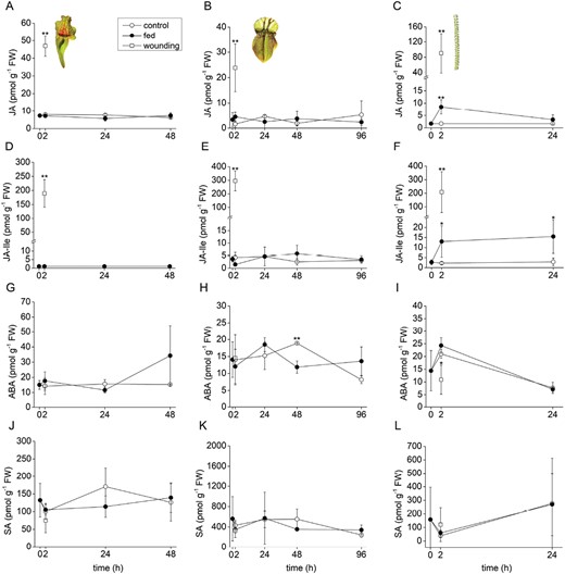 Phytohormone accumulation in response to feeding and wounding in carnivorous plants. (A–C) Jasmonic acid (JA); (D–F); isoleucine conjugate of jasmonic acid (JA-Ile); (G–I) abscisic acid (ABA); (J–L) salicylic acid (SA). (A, D, G, J) Sarracenia purpurea ssp. venosa; (B, E, H, K) Cephalotus follicularis; (C, F, I, L) Drosophyllum lusitanicum. Open circles, control plants; closed circles, fed plants; open squares, wounded plants. Significant differences (Student’s t-test) between the control and fed or wounded plants at the same time points are indicated: *P<0.05, **P<0.01. Data are means ±SD, n=4.