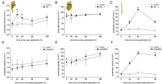 Proteolytic activities in the digestive fluid of carnivorous plants. (A–C) Feeding with insect prey; (D–F) coronatine application; (A, D) Sarracenia purpurea ssp. venosa; (B, E) Cephalotus follicularis; (C, F) Drosophyllum lusitanicum. Open circles, control plants; closed circles, fed or coronatine-treated plants. Data are means ±SD, n=4. Significant differences (Student’s t-test) between the control and fed samples at the same time point are indicated: *P<0.05, **P<0.01.
