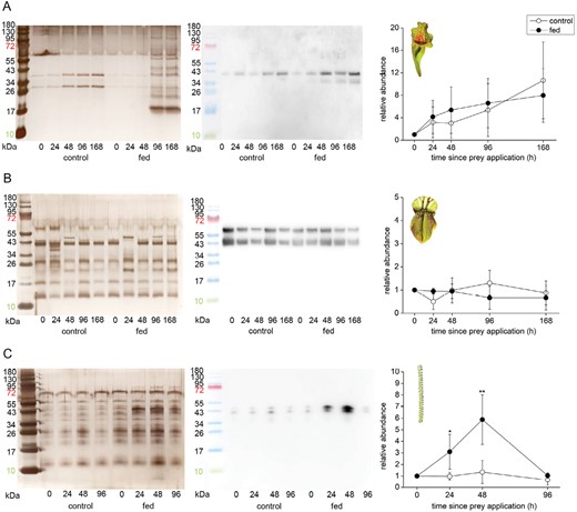 Immunodetection of aspartic protease in the digestive fluid in response to feeding in carnivorous plants. (A) Sarracenia purpurea ssp. venosa; (B) Cephalotus follicularis; (C) Drosophyllum lusitanicum. The proteins were separated in 10% (v/v) SDS-PAGE and silver stained (left) or subjected to western blot analysis (middle) and the chemiluminescence signal intensity was quantified (right). Both bands were used for quantification. Signal intensity at zero time point was set as 1. Open circles, control plants; closed circles, fed plants. Representative gels and blots are shown. Data are means ±SD, n=4. Significant differences (Student‘s t-test) between the control and treated samples at the same time point are indicated: *P<0.05, **P<0.01. The protein marker in the picture of immunodetected protein was added manually based on the merged image from the gel scanner. For immunodetection of type III chitinase in S. purpurea ssp. venosa from the same samples, see Supplementary Fig. S5.