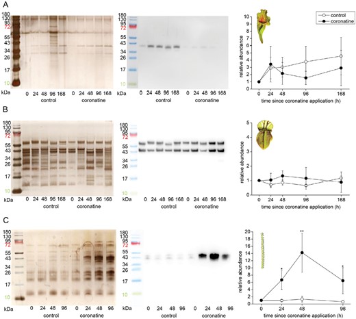 Immunodetection of aspartic protease in the digestive fluid in response to coronatine application in carnivorous plants. (A) Sarracenia purpurea ssp. venosa; (B) Cephalotus follicularis; (C) Drosophyllum lusitanicum. The proteins were separated in 10% (v/v) SDS-PAGE and silver stained (left) or subjected to western blot analysis (middle) and the chemiluminescence signal intensity was quantified (right). Both bands were used for quantification. Signal intensity at zero time point was set as 1. Open circles, control plants; closed circles, coronatine-treated. Representative gels and blots are shown. Data are means ±SD, n=4. Significant differences (Student‘s t-test) between the control and treated samples at the same time point are indicated: *P<0.05, **P<0.01. The protein marker in the image of immunodetected protein was added manually based on the merged image from the gel scanner. For immunodetection of type III chitinase in S. purpurea ssp. venosa from the same samples, see Supplementary Fig. S6.