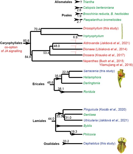 Jasmonate signalling in carnivorous plants from a phylogenetic point of view. Carnivorous plants have evolved at least 11 times independently (arrowheads) in six orders of angiosperms. The genera of carnivorous plants in which the jasmonates are involved in the regulation of enzyme secretion are depicted in red. The genera in which jasmonates do not play any role in the regulation of enzyme activities are depicted in blue. The genera that have not yet been investigated in this respect are depicted in green. The genera that use fast electrical signalling are marked by a symbol of action potential. It is clearly seen, that involvement of jasmonates in the regulation of enzyme activities forms a clear cluster in the order Caryophyllales. The genera that use fast electrical signals forms a clear cluster within the Droseraceae family. The estimated phylogenetic age depicted is in million years ago according to Fleischmann et al. (2018). Note that there are several hypotheses about the phylogenetic position of individual families within Caryophyllales (see e.g. Renner and Specht, 2011). References that first time showed (or did not) increased endogenous levels of bioactive isoleucine conjugate of jasmonic acid (JA-Ile) in response to prey application and enzyme secretion in response to exogenous application of jasmonates or coronatine are shown.