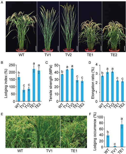 OsTCP19 regulates rice lodging resistance by changing the mechanical characteristics of the culm. (A) Morphology at the grain-filling stage of the wild type (WT), two OsTCP19 chimeric activator lines (TV; OsTCP19-VP64), and two OsTCP19 dominant-negative chimeric repressor lines (TE; OsTCP19-EAR). Scale bars are10 cm. (B) Plant lodging index at the mature stage, determined as the ratio of the bending moment to the breaking strength of the culm. (C) Tensile strength and (D) elongation ratio of the third internodes of the culms. (E) Representative images of mature plants grown in a nitrogen-rich paddy field. (F) Lodging occurrence percentage at the mature stage in the field. Data are means (±SE) for n=6 (B) and n=8 (C, D) replicate plants, and n=10 replicate plots (F). Different letters indicate significant differences among means as determined using ANOVA followed by Tukey’s post-hoc test (P<0.01).