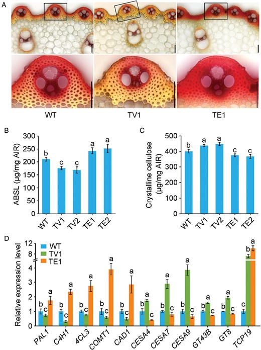 OsTCP19 expression affects both lignin and cellulose biosynthesis in rice. Measurements were conducted on wild-type (WT) rice and transgenic OsTCP19-VP64 (TV) and OsTCP19-EAR (TE) plants. (A) Cross-sections of the third internode stained with phloroglucinol-HCl for lignin detection (upper panels). Scale bars are 500 μm. Magnified images of the vascular cells indicated with rectangles are shown in the lower panels; scale bars 50 μm. (B) Lignin and (C) crystalline cellulose contents in stems of mature plants. ABSL, acetyl bromide-soluble lignin; AIR, alcohol-insoluble cell-wall residue. (D) Expression of genes involved in secondary cell wall biosynthesis in the third basal internode tissues of 2-month-old WT, TV, and TE plants, as determined by qRT-PCR. Expression is relative to that in the WT, the value of which was set as 1. UBIQUITIN1 was used as the reference gene; for results using ACTIN1 as the reference see Supplementary Fig. S3. All data are means (±SE) of three biological replicates. Different letters indicate significant differences among means as determined using ANOVA followed by Tukey’s post-hoc test (P<0.01).