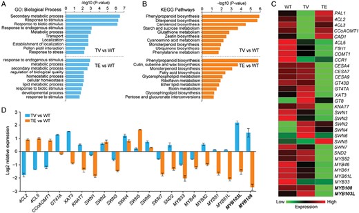 OsTCP19 regulates the expression of genes related to secondary cell wall (SCW) formation in rice. Gene expression was determined in wild-type (WT) rice and transgenic OsTCP19-VP64 (TV) and OsTCP19-EAR (TE) plants. (A) GO and (B) KEGG enrichment analysis of the differentially expressed genes (DEGs) in the culms of TV and TE compared to the WT. The top 10 enriched GO biological process and KEGG pathway terms are shown. A full list of DEGs is given in Supplementary Dataset S1. Three biological replicates were used for each genotype. (C) Heatmap of the expression of genes involved in SCW formation in WT, TV, and TE plants. (D) qRT-PCR validation of the effect of OsTCP19 on the expression of genes related to SCW formation. Data are means (±SE) of three biological replicates.
