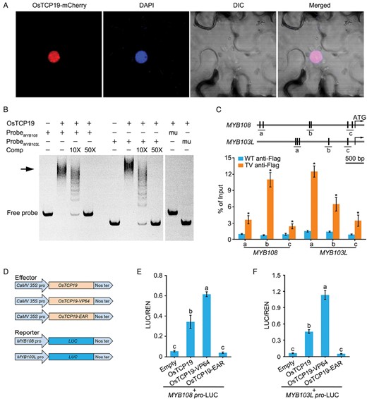 OsTCP19 binds to the promoters of MYB108 and MYB103L. (A) OsTCP19 is localized in nuclei. OsTCP19 was fused with mCherry and transformed into Nicotiana benthamiana leaf epidermal cells, where it co-localized with the DAPI-stained nucleus. (B) EMSAs showing OsTCP19 binding to the promoters of MYB108 and MYB103L. The arrow indicates the promoter–OsTCP19 complex. mu, mutated promoter; Comp, unlabeled cold probe. (C) ChIP-PCR analysis of OsTCP19 binding to the promoters of MYB108 and MYB103L. the promoter regions of MYB108 and MYB103L are shown in the diagram at the top. The vertical lines represent the OsTCP19 binding sites, and the letters indicate the DNA fragment that was used for ChIP-PCR. The rice wild-type (WT) and the T3 generation of the transgenic OsTCP19-VP64 (TV) line were used for immunoprecipitation with the ant-Flag antibody. qRT-PCR assays of the immunoprecipitated DNA were used to show the association of OsTCP19 with the promoters of MYB108 and MYB103L. Data are means (±SE) of three biological replicates. Student’s t-test was used to determine significant differences compared with the WT: *P<0.01. (D–F) Dual-luciferase reporter assays for OsTCP19, OsTCP19-VP64, and OsTCP19-EAR activating MYB108 and MYB103L expression in rice protoplasts. (D) Diagrams of the effector and reporter vectors. The relative luciferase activity for the promoter of (E) MYB108 and (F) MYB103L, calculated as the firefly luciferase/Renilla luciferase ratio. Data are means (±SE) of five replicates. Different letters indicate significant differences among means as determined using ANOVA followed by Tukey’s post-hoc test (P<0.01).