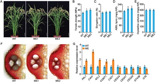 MYB108 suppresses lignin biosynthesis in rice sclerenchyma cells. (A) Morphology of MYB108 mutants (ME) at the grain-filling stage. The mutants were generated by CRISPR/Cas9 genome editing; the wild type (WT) is the transgenic line without edited mutation. Scale bars are 10 cm. (B) Tensile strength and (C) elongation ratio of the third internodes of the culms. Data are means (±SE) of six biological replicates. (D) Lignin and (E) crystalline cellulose contents in stems of mature plants. Data are means (±SE) of three biological replicates. ABSL, acetyl bromide-soluble lignin; AIR, alcohol-insoluble cell-wall residue. (F) Cross-sections of the third internodes of the WT and ME lines stained with phloroglucinol-HCl for lignin detection. Scale bars are 50 μm. (G) Expression of genes involved in secondary cell wall biosynthesis in the third basal internode tissues of 2-month-old WT and ME plants, as determined by qRT-PCR. Expression is relative to that in the WT, the value of which was set as 1. UBIQUITIN1 was used as the reference gene; for results using ACTIN1 as the reference see Supplementary Fig. S6. Data are means (±SE) of three biological replicates. Student’s t-test was used to determine significant differences compared with the WT in each case: *P<0.01.