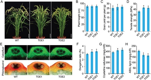 Fiber-specific overexpression of OsTCP19 increases rice lodging resistance without affecting grain yield. The fiber-specific promoter PdDUF579-9P-35Smini was used to produce targeted overexpression of OsTCP19 (TOE). (A) Morphology the rice wild-type (WT) and two TOE lines at the grain-filling stage. Scale bars are 10 cm. (B) Plant height and (C) grain yield per plant in the WT and TOE plants at the maturity. Data are means (±SE) of 20 plants. (D) Tensile strength of the third internodes of the culms. Data are means (±SE) of six biological replicates. (E) Cross-sections of the third basal internode of the WT and TOE plants stained with calcofluor for cellulose (top) and with phloroglucinol-HCl for lignin (bottom). Scale bars are 50 μm. (F) Elongation ratio of the third basal internodes of rice culms. Data are means (±SE) of six biological replicates. (G) Crystalline cellulose and (H) lignin contents in stems of mature plants. ABSL, acetyl bromide-soluble lignin; AIR, alcohol-insoluble cell-wall residue. Data are means (±SE) of three biological replicates. Student’s t-test was used to determine significant differences compared with the WT in each case: *P<0.01).