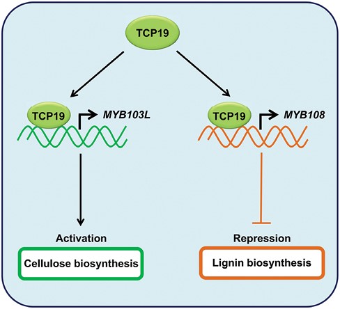 A proposed model of the function of OsTCP19 in rice lignin and cellulose biosynthesis. OsTCP19 activates cellulose biosynthesis and inhibits lignin biosynthesis by directly binding to the promoters of MYB103L and MYB108, respectively, and inducing their expression. MYB103L is essential for cellulose biosynthesis, while MYB108 is required for the repression of lignin biosynthesis. This TCP19-MYB108/MYB103L module regulates lignin and cellulose synthesis in rice, thereby influencing the structure of the secondary cell wall and the culm mechanical properties for lodging resistance.