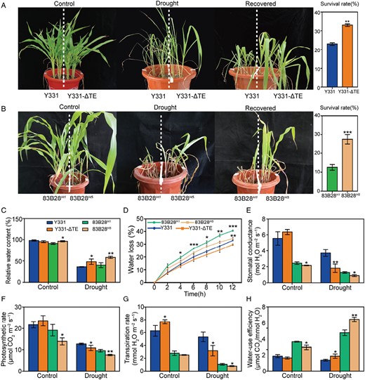 Tolerance of two pairs of maize near-isogenic lines to drought. (A, B) Phenotypes of Y331/Y331-ΔTE and 83B28H1/83B28H5, two pairs of maize near-isogenic lines, in response to drought. Photographs were taken under well-watered conditions and after a drought treatment followed by re-watering 2 d afterwards. The mean percentage survival and SE were calculated from three independent experiments. (C) Leaf relative water content of the control and drought-treated plants. (D) Water loss rate from second leaves. Leaves were detached, kept at 24 °C, and weighed every hour for 12 h. (E–G) Comparison of the photosynthetic performance of two pairs of maize near-isogenic lines during drought stress: (E) stomatal conductance, (F) photosynthesis rate, (G) transpiration rate, and (H) water-use efficiency. Data are means ±SD of at least three biological replicates. Significant differences were determined using unpaired Student’s t-tests and are indicated with asterisks (*P<0.05, **P<0.01, ***P<0.001).