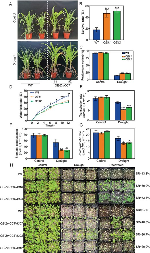 Tolerance of the maize and Arabidopsis ZmCCT-overexpressing lines to drought. (A) Phenotypes of the maize ZmCCT-overexpressing lines in response to drought. Photographs were taken under well-watered conditions and after drought treatment. (B) Statistical analysis of the survival rates after drought treatment and recovery. The mean percentage survival and SE were calculated from three independent experiments. (C) Leaf relative water contents of control and drought-treated plants. (D) Water loss rate from second leaves. Leaves were detached, kept at 24 °C, and weighed every 2 hours for 12 h. (E–G) Comparison of the photosynthetic performance of the maize ZmCCT-overexpressing lines during drought treatment: (E) transpiration rate, (F) stomatal conductance, and (G) photosynthesis rate. (H) Drought tolerance evaluation of ZmCCT-overexpressing Arabidopsis plants and survival rates after drought treatment and recovery. Data are the means ±SD of at least three biological replicates. Significant differences were determined using unpaired Student’s t-tests and are indicated with asterisks (*P<0.05, **P<0.01, ***P<0.001).