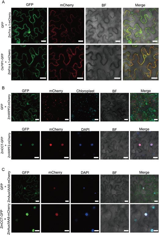 Subcellular localization of ZmCCT with ZmFra a 1, ZmWIPF2, and ZmAux/IAA8. (A) 35S::ZmFra a 1-mCherry or the empty vector and the proteins that localize on the membrane 35S::OsPIP1-3-GFP were co-transfected into the leaves of Nicotiana benthamiana. (B) 35S::ZmWIPF2-mCherry and (C) 35S::ZmAux/IAA8-mCherry or the empty vector and 35S::ZmCCT-GFP were co-transfected into the leaves of N. benthamiana. The leaves were subsequently incubated in 1 mM DAPI for 3 h before observation. Scale bars=20 μm. BF, bright field.