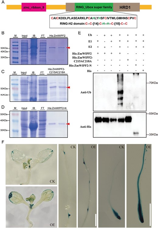 E3 ubiquitin ligase assay and protein domain analysis for ZmWIPF2. (A) Diagram of the conserved domain and full-length coding sequence of the ZmWIPF2 protein. (B–D) His:ZmWIPF2, His:ZmWIPF2 C215AC218A, and His:ZmWIPF2-N mutant fusion proteins purified from Escherichia coli and identified by SDS-PAGE. (E) Self-ubiquitination activity assay of ZmWIPF2. (F) Arabidopsis 10-day-old ZmCCT-overexpressing seedlings (OE) displayed more intense GUS staining in the leaf margin, lateral root primordia, and root tips compared with control (CK) seedlings. Scale bars=0.5 mm.
