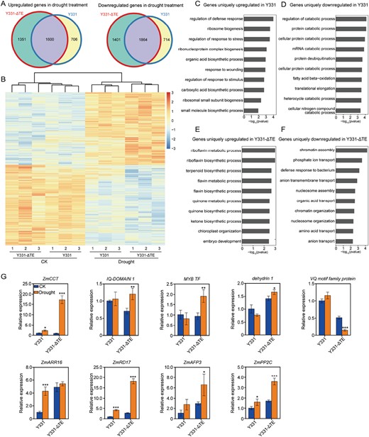 Transcriptomic analysis of the maize near-isogenic lines Y331 and Y331-ΔTE. (A) Venn diagram showing up-regulated and down-regulated genes between the Y331 and Y331-ΔTE plants under control and drought conditions. (B) Hierarchical clustering of the differentially expressed genes in lines Y331 and Y331-ΔTE. The indicated scale is the log2 value of the normalized level of gene expression. (C–F) Gene Ontology terms of the biological pathways enriched in the transgenic lines based on the up-regulated or down-regulated genes. (G) qRT–PCR verification of the increases in gene expression associated with plant drought responses and tolerance in the maize near-isogenic lines under control and drought conditions. Data are means ±SD. Significant differences are indicated with asterisks (**P<0.01, **P<0.001, ***P<0.001; Student’s t-test).