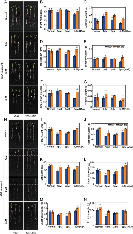 Slight reduction in ABA and NAA sensitivity in the maize near-isogenic lines Y331 and Y331-ΔTE during their seedling development stages. Growth performance of Y331 and Y331-ΔTE maize plants grown in Hoagland solution containing 0, 1, 3, or 5 µM NAA (A–G) or ABA (H–N). Shoot and root lengths and fresh/dry weights of the maize plants are shown in panels B–G and I–N. Data are means ±SE (n=3). Asterisks indicate significant differences between Y331 and Y331-ΔTE (*P<0.05; by Student’s t-test).