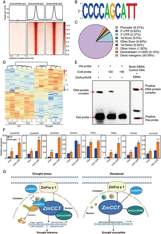 DAP-seq analysis of ZmAux/IAA8 target genes. (A) Heatmaps of input and ZmAux/IAA8 density in the region ±1 kb around the ZmAux/IAA8 peaks. (B) ZmAux/IAA8 binds to the CCCCAGCATT motif as identified by MEME-ChIP. (C) Distribution of the ZmAux/IAA8 binding sites in the maize V5 genome. (D) Heatmap showing the 230 differentially expressed genes with the drought treatment in Y331-ΔTE CK, control condition. (E) Results of EMSA confirming the binding of ZmAux/IAA8 to the CCCCAGCATT motif. Biotin-EBNA control DNA can bind to EBNA protein. (F) qRT–PCR verification of the increased gene expression involved in plant IAA responses in the maize near-isogenic lines under control and drought conditions. Data are means ±SD. Significant differences are indicated with asterisks (**P<0.01, **P<0.001, ***P<0.001; Student’s t-test). (G) A proposed working model for ZmCCT-mediated molecular mechanisms for drought resistance in maize. Under drought, ZmCCT has a positive feedback effect on IAA biosynthesis and regulates drought tolerance by interacting with ZmFra a 1, ZmWIPF2, and ZmAux/IAA8 to regulate the expression of auxin response genes in maize. ZmCCT presumably acts as an integral regulator, suggesting that it has multiple roles in activating plant responses to abiotic stress.