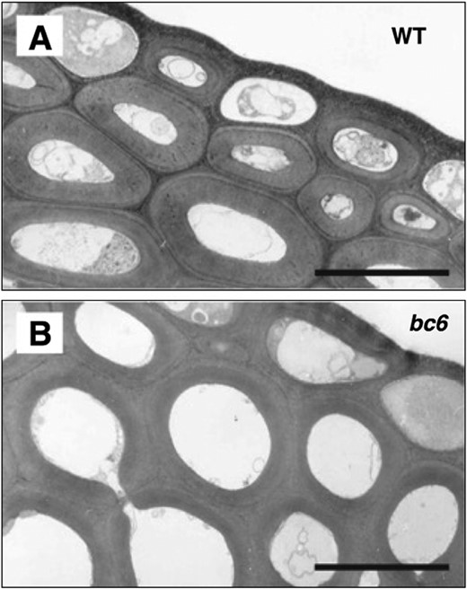Electron microscope image of brittle culm6. Most of the brittle culm (bc) mutants listed in Table 1 showed different cell architecture. For instance, the bc6 mutant had round cells that lacked cell corners. WT: Taichung 65 cultivar. Scale bar=5 μm. Image courtesy of Dr Toshihisa Kotake.