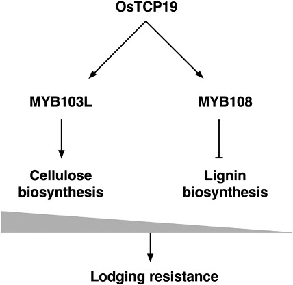 Proposed mechanism of OsTCP19 function. OsTCP19 binds to the promoter regions of MYB103L and MYB108. MYB103L induces cellulose biosynthesis genes. MYB108 suppresses lignin biosynthesis genes. This fine-tuned balance leads to higher lodging resistance (based on Lv et al., 2024).