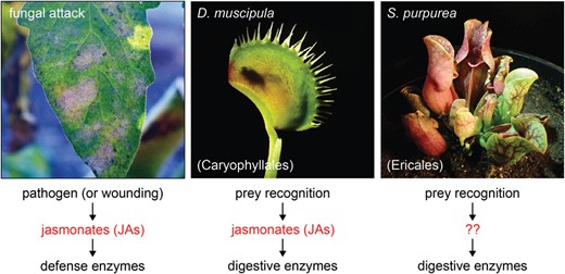 Co-option of defense-associated genes for prey digestion in carnivorous plants. Powdery mildew fungal infection of a non-carnivorous tomato plant leaf (Solanum lycopersicum; left), the snap-trap leaves of the Venus flytrap (Dionaea muscipula, order Caryophyllales; middle), and pitfall trap leaves of the purple pitcher plant (Sarracenia purpurea, order Ericales; right). Both carnivorous plant species have co-opted one aspect of plant defense during their independent evolution towards carnivory: the expression of pathogenesis-related hydrolytic enzymes. During defense in non-carnivorous plants, these enzymes help protect against fungal pathogens and insect herbivores, and are typically regulated by jasmonate (JA) hormones (left). In botanical carnivory, these enzymes function in digestion of animal prey. The expression of these enzymes is regulated by prey perception in both carnivorous species; however, only the Venus flytrap and other carnivores of the order Caryophyllales regulate enzyme expression by also co-opting the JA signaling pathway.