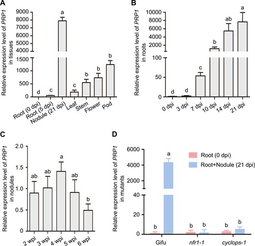 Expression patterns of PRP1 gene in L. japonicus. (A) Expression of the PRP1 gene in non-inoculated roots, roots inoculated with rhizobia at 5 d post-inoculation, nodules at 21 d post-inoculation, leaves, stems, flowers, and pods. (B) Expression of PRP1 in roots inoculated with M. loti MAF303099 at 0, 3, 7, 10, 14, and 21 d post-inoculation. (C) PRP1 expression in nodules at 2–6 weeks post-inoculation after inoculation with M. loti MAF303099. (D) PRP1 expression in the roots of Gifu, nfr1-1, and cyclops-1 at 21 d post-inoculation with M. loti MAF303099. For (A) to (D), gene expression levels were normalized to those of ATPase and Ubiquitin. Values are means ±SD (n=3). Data were analysed using a one-way ANOVA. Different letters represent classes with significant differences (P<0.05).