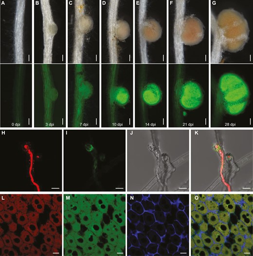 Tissue-specific expression and subcellular localization of PRP1 in L. japonicus. (A–G) Images of the pPRP1:PRP1-GFP reporter in stable transgenic plants after inoculation with rhizobia at the indicated times. Green shows PRP1-GFP signals with an excitation wavelength of 488 nm. Scale bars, 0.1 mm. (H–K) Confocal microscopy of PRP1-GFP in root hairs of pPRP1:PRP1-GFP stable transgenic plants. Images of root hairs at 5 d post-inoculation with M. loti expressing DsRed. Red shows DsRed-tagged rhizobia with an excitation wavelength of 561 nm. Green indicates PRP1-GFP signals with an excitation wavelength of 488 nm. Images are maximum intensity z projections. Scale bars, 10 μm. (L–O) Subcellular localization of PRP1 in nodules. Immunostaining of pPRP1:PRP1-GFP transgenic nodules at 21 d post-inoculation with M. loti expressing DsRed. Red shows DsRed-tagged rhizobia with an excitation wavelength of 561 nm. Green shows anti-GFP signals with an excitation wavelength of 488 nm. Blue shows signals from cell walls with an excitation wavelength of 405 nm. Scale bars, 20 μm.