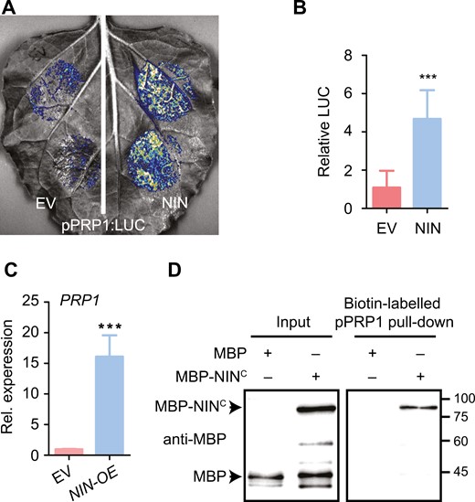 NIN binds to the promoter of PRP1 to activate its expression. (A) PRP1 promoter activity was enhanced by NIN overexpression in N. benthamiana leaves. The LUC reporter driven by the PRP1 promoter (–2022 to –1) was co-expressed with empty vector (EV) or NIN in N. benthamiana, respectively. (B) Relative luciferase (LUC) activity was estimated in N. benthamiana leaves in (A). Data are means ±SD. Asterisks indicate significant differences according to a two-tailed Student’s t-test. ***P<0.001. (C) The expression of PRP1 was analysed in the L. japonicus roots overexpressing NIN (NIN-OE) or the control (EV, empty vector) in the absence of rhizobia. Expression levels were normalized against the reference genes ATPase and ubiquitin. Values are means ±SD (n=4). Data were analysed using a two-tailed Student’s t-test. ***P<0.001. (D) NIN associates with the PRP1 promoter in a DNA-protein pull-down assay. The promoter region (–2022 to –1) of PRP1 was used. The biotin-labelled DNA fragment was generated by PCR with biotin-labelled primers. Biotin-labelled DNA fragment was incubated with MBP or MBP-NINC (520–878). MBP serves as a negative control, and inputs serve as loading controls.