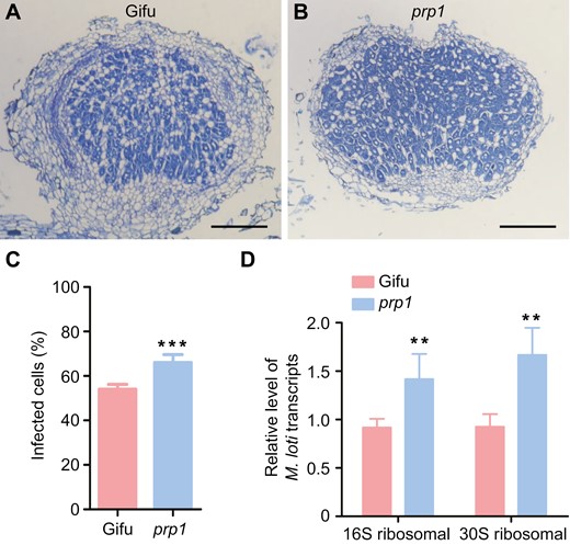 PRP1 negatively regulates rhizobium colonization in nodules. (A and B) Sections of nodules from wild-type Gifu (A) and prp1 mutant (B) plants at 21 d post-inoculation stained with toluidine blue. Scale bars, 0.2 mm. (C) Percentage of the infected cells (stained blue) in nitrogen-fixing zone of the WT(A) and the prp1 mutant (B). Values are means ±SD (n>10). Data were analysed using a two-tailed Student’s t-test. ***P<0.001. (D) Quantification of transcription of genes encoding M. loti 16S ribosomal RNA and 30S ribosomal protein in wild-type (Gifu) and prp1 mutant nodules at 21 d post-inoculation. Expression levels were normalized against the reference genes ATPase and Ubiquitin. Values are means ±SD (n=3). Data were analysed using a two-tailed Student’s t-test. **P<0.01.