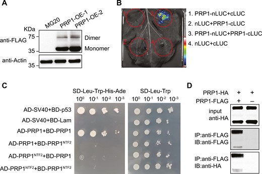 PRP1 is present as a dimer. (A) PRP1 forms as a dimer in L. japonicus. The PRP1 protein in PRP1-transgenic plants was analysed by western blotting using an anti-FLAG antibody. Actin protein was used as a loading control. Molecular weight standards are indicated. (B) Split-luciferase (Split-LUC) complementation assay showing self-interaction of PRP1 in N. benthamiana. (C) Yeast two-hybrid (Y2H) assay showing self-interaction of PRP1. Control medium lacking leucine and tryptophan (SD-Leu-Trp) and selective medium additionally lacking histidine and adenine (SD-Leu-Trp-His-Ade). BD-p53/AD-SV40 and BD-Lam/AD-SV40 were used as the positive and negative controls, respectively. (D) Co-immunoprecipitation (Co-IP) experiments showing self-interaction of PRP1. Protein immunoprecipitation was performed using anti-FLAG agarose and detected by immunoblotting using anti-HA and anti-FLAG antibodies.