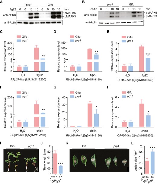 PRP1 positively regulates pattern-triggered immunity. (A–B) Flg22 and chitin induced MAPK3/6 phosphorylation in the wild type (Gifu) and the prp1 mutant, determined by immunoblotting using an α-pERK antibody (upper panel), and equal loading was verified with α-Actin antibody (bottom panel). (C–H) Gene expression in the wild-type (Gifu) and prp1 mutant plants was monitored using qPCR: expression of PRp27-like (C), RbohB-like (D), and CP450-like (E) under treatment with 0.5 μM flg22; expression of PRp27-like (F), RbohB-like (G), and CP450-like (H) under treatment with 1 μM chitin. ATPase and ubiquitin were used as controls. Values are means ±SD (n=3). Data were analysed using a two-tailed Student’s t-test. *P<0.01, **P<0.01, ***P<0.001. (I–L) Physiological responses of prp1 mutant plants challenged with Pseudomonas syringae pv. tomato DC3000 and Botrytis cinerea strain B05.10. Phenotypes (I) and stem length (J) of wild type and prp1 mutant plants inoculated with Pst DC3000 at 12 d post-infection. Phenotypes (K) and lesion size (L) of wild type and prp1 plants inoculated with B. cinerea at 3 d post-infection. Data are means ±SD and analysed using a two-tailed Student’s t-test. ***P<0.001. Scale bars, 5 mm in (I) and 2 mm in (K).