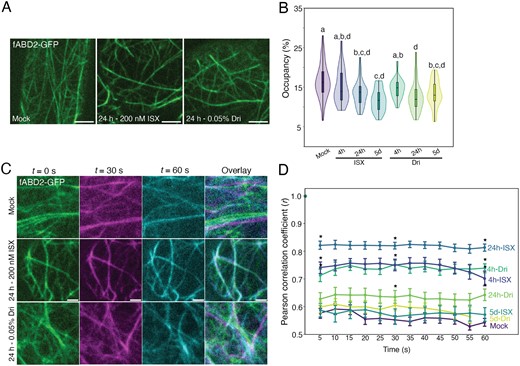 Cortical actin occupancy and dynamics are decreased following isoxaben (ISX) or Driselase (Dri) treatment. (A) Representative maximum-projection images of 5-day-old fABD2–GFP root elongation zone epidermal cells. (B) Quantification of cortical actin occupancy (density). n>25 regions of interest for eight biological replicates. Letters represent significantly different means using a one-way ANOVA and Dunn’s post-hoc test with Bonferroni correction, P<0.05. (C) Representative maximum-projection images of fABD2–GFP actin filaments at 0 s (green), 30 s (magenta), and 60 s (cyan), with overlaid image. The amount of overlap of the three colours indicates degree of actin dynamics over 60 s. (D) Pearson’s correlation coefficient to quantify dynamics of actin over 60 s. A high Pearson’s correlation coefficient indicates low dynamics (actin filaments do not change over time), whereas a low Pearson’s correlation coefficient indicates increased dynamics. n=42 regions of interest from 14 biological replicates. Asterisks indicate significantly different means from Mock-treated seedlings at 5, 30, and 55 s using a one-way ANOVA and Dunn’s post-hoc test with Bonferroni correction, P<0.05. Scale bars are 5 µm for (A) and 2 µm for (C).