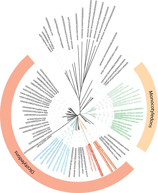 Phylogenetic tree of the HOPs from the main non-plant model eukaryotes and plants. Those proteins described as HOP plant orthologs in the TAIR database (www.arabidopsis.org) are included. Protein identification and species names are shown. The observed diversification into two groups in different plant taxa is highlighted by light and dark green colours in the case of Poaceae and light and dark blue colours in the case of Solanaceae. Arabidopsis HOPs are highlighted by red boxes. The amino acid sequences were aligned by CLUSTAL W, and the phylogenetic tree was constructed by MEGA 4.0 using the Neighbor–Joining method.