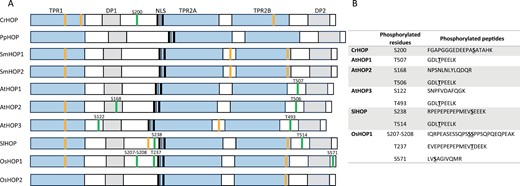 Structural domains and putative regulatory motifs found in HOPs from plant species belonging to different evolutionary groups. (A) Schematic representation of the structural domains, phosphorylation sites, and predicted SUMOylated motifs. Protein sequences were retrieved from UniProt and NCBI: Chlamydomonas reinhardtii (Cr; A0A2K3DY96), Physcomitrium patens (Pp; A0A2K1KAW2), Selaginella moellendorffii (Sm; XP_024543289.1, XP_024541869.1), Arabidopsis thaliana (At; Q9LNB6, Q5XEP2, Q9STH1), Solanum lycopersicum (Sl; A0A3Q7HV43), Oryza sativa (Os; Q0DZ61, Q0JBE4). Phosphorylation sites are marked as green lines. These sites were obtained from experimental data included in the Plant PTM viewer (https://www.psb.ugent.be/webtools/ptm-viewer/index.php). The positions of the predicted SUMOylated motifs (analysed through https://www.abcepta.com/sumoplot, score >0.9) are marked as orange lines. (B) List of phosphorylated residues and peptides shown in (A).