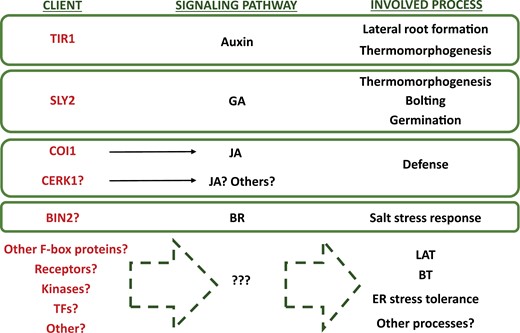 Possible clients and roles of HOP in plants. HOPs are involved in multiple developmental and stress responses in plants. In some cases, particular clients of HOP have been identified and, among them, the signalling pathways in which HOPs participate. In other cases, the involvement of HOPs in certain physiological processes has been described; however, we still lack essential information about the molecular role of HOP in these processes. Based on the information gathered from the hop mutants, it is quite possible that new HOP clients and functions will be discovered in plants. At this stage, it should not be ruled out that there could be different HOP clients modulating the output of a specific pathway or, vice versa, that a single HOP client may be involved in multiple pathways. TF, transcription factor; LAT, long-term acquired thermotolerance; BT, basal thermotolerance.