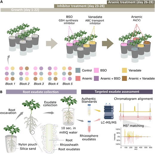 Experimental design and workflow for collecting and analysing root exudates. (A) Experimental design (n=5, illustrated; total plants=30), with each plant grown for 22 d before inhibitors, arsenic, and co-treatments. (B) Exudate capture workflow, adapted from Frémont et al. (2022), with permission from Wiley. Plants were extracted from nylon pouches with rhizosheaths intact, then briefly dipped in water to collect exudates. Exudate solutions were concentrated by freeze-drying before LC-MS/MS. Exudate metabolites were identified by comparing LC-MS/MS chromatograms and retention times with commercial standards and synthesized compounds (Supplementary Table S1), with definitive ID based on matching MS2 spectra to authentic standards.