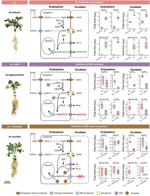 Arsenic-treated Lupinus albus plants after chemical inhibition and corresponding putative detoxification models. Adapted from Li et al. (2016), by permission of Oxford University Press. Arrows indicate demonstrated or putative As metabolic and transport pathways, while question marks highlight knowledge gaps. For all boxplots, the bottom and top of the boxes correspond to the lower and upper quartiles, and the centre line marks the median (n=5); asterisks denote significant differences (P<0.05; t-test or Mann–Whitney U test). The three plant images are enlarged duplications from Fig. 2A, provided as context to data here. Abbreviations: As, arsenic; BSO, l-buthionine sulfoximine; ABC, ATP-binding cassette transporter; AR, arsenate reductase; GSSG, glutathione disulfide; GSH, glutathione; PC, phytochelatin.