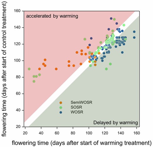 Brassica napus flower bud responses to winter temperature variation in short days depend on crop type. Spring oilseed rape (SOSR), winter OSR (WOSR), and Chinese semi-winter OSR have distinct flowering time responses to warming in short days, reflecting adaptation by breeding. Data extracted from Lu et al. (2022).