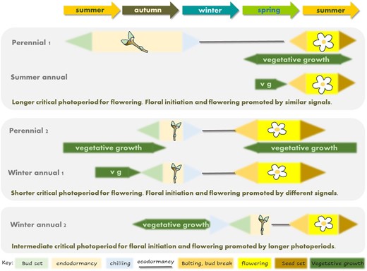 Similarities between the role of bud dormancy in perennial phenology and annual plant phenology. Summer annuals and some perennials share the fact that floral initiation and flowering occur at similar times of year, although in perennials the two processes occur in different calendar years. Winter annuals can share phenological features with perennials that set flower buds in autumn, probably those whose flowering is delayed by autumn warming (Fitter et al., 1995). Winter annuals such as wheat experience chilling during the vegetative phase and thus do not exhibit a flower bud endodormancy-like syndrome, but nevertheless there is evidence of reproductive checkpoints which parallel ecodormancy in perennials such as photoperiod responsiveness. Vg, vegetative growth.